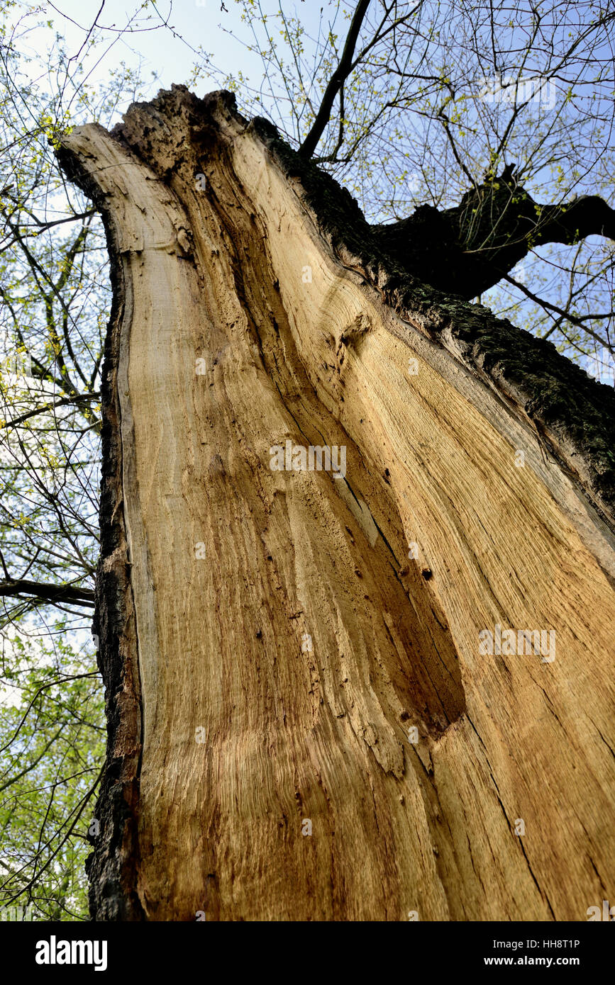 Tronco di albero con danni provocati dalla tempesta, split tree, Renania settentrionale-Vestfalia, Germania Foto Stock