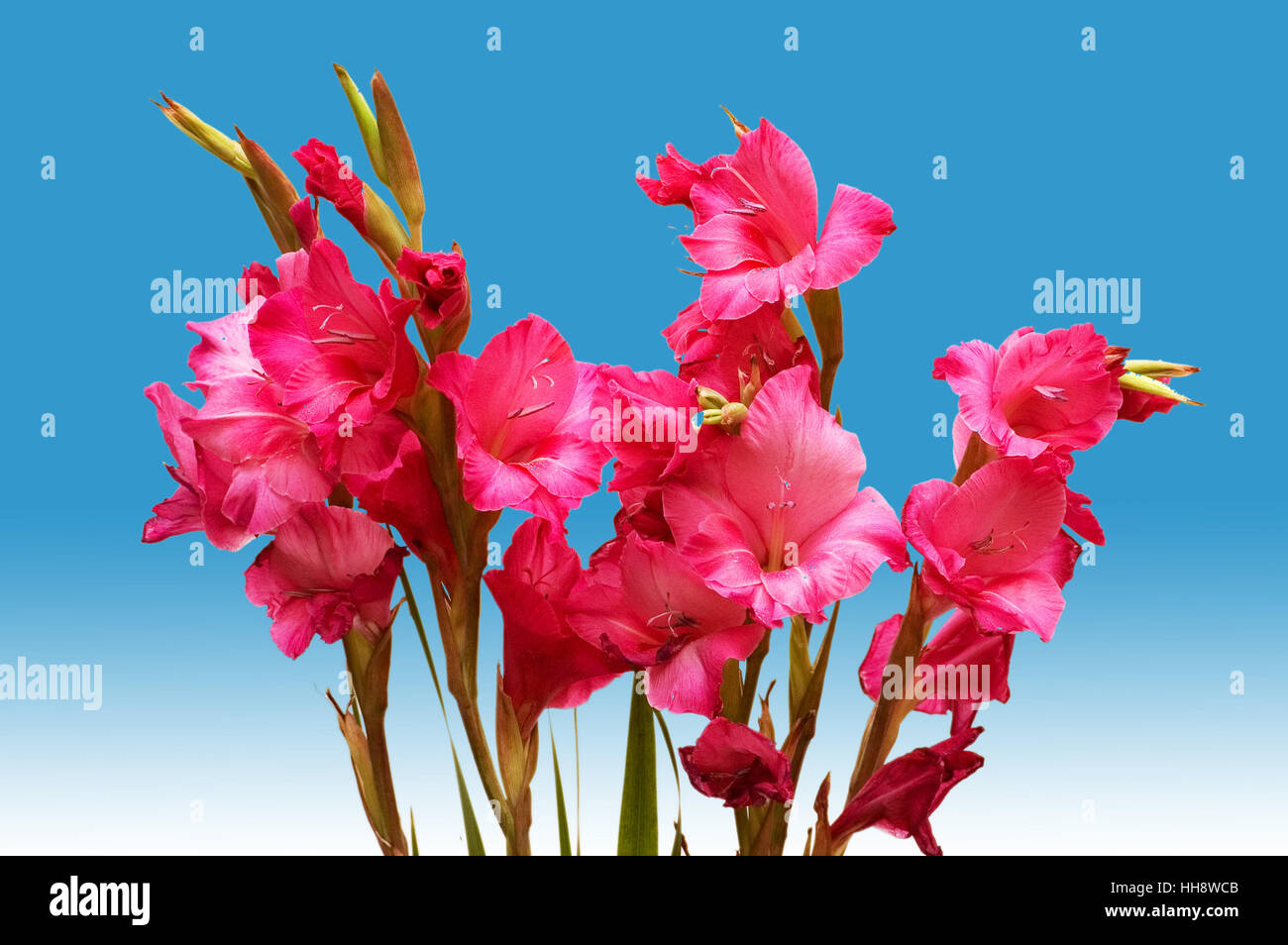 Red gladiolus isolati su sfondo bianco Foto Stock