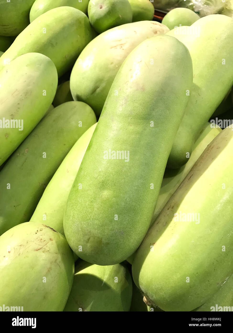 Melone invernale, chiamato anche Zucca di Cenere di bianco, zucca zucca invernale, zucca di cera Foto Stock