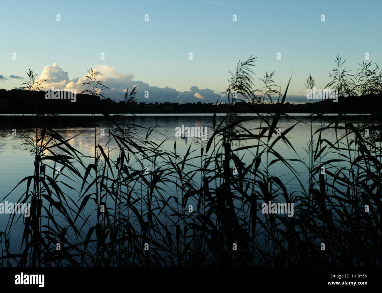 Cigno sul Rostherne semplice, Knutsford, Cheshire Regno Unito Foto Stock