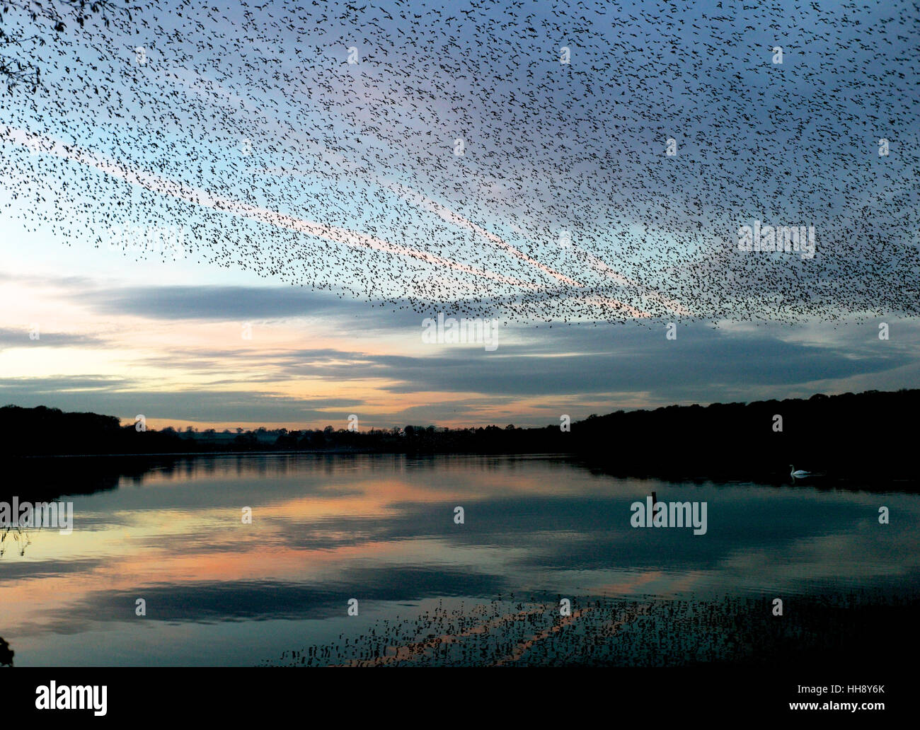Per gli storni murmuration oltre Rostherne semplice, Knutsford, Cheshire Foto Stock