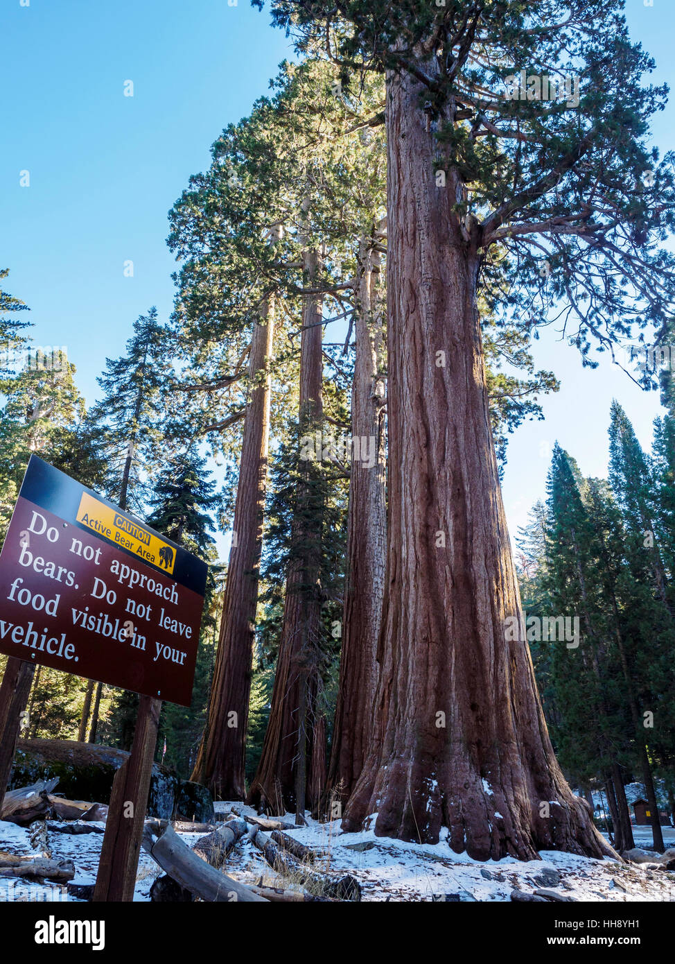 Giganteschi alberi di sequoia vicino alla Foresta Gigante Museo sui generali in autostrada in Sequoia National Park, California. Foto Stock