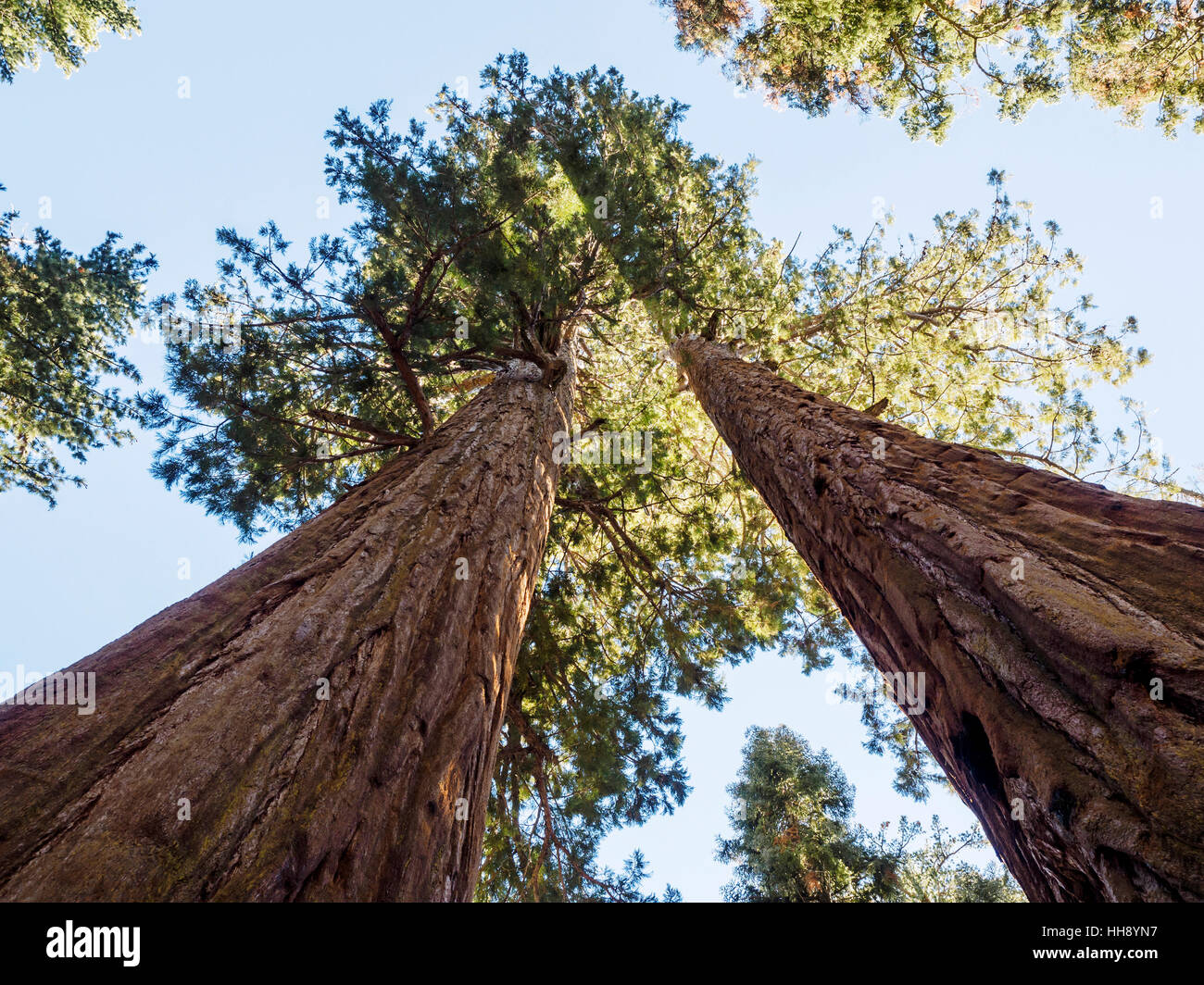 Cerca fino a giganteschi alberi di sequoia vicino alla Foresta Gigante Museo sui generali in autostrada in Sequoia National Park, California. Foto Stock