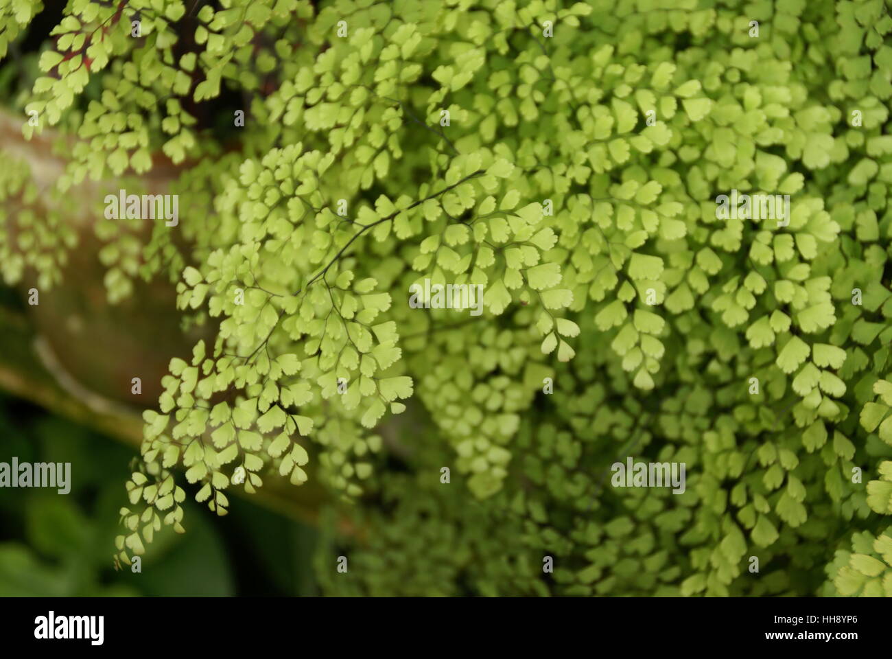 Foglia verde con un pattern. Foto Stock