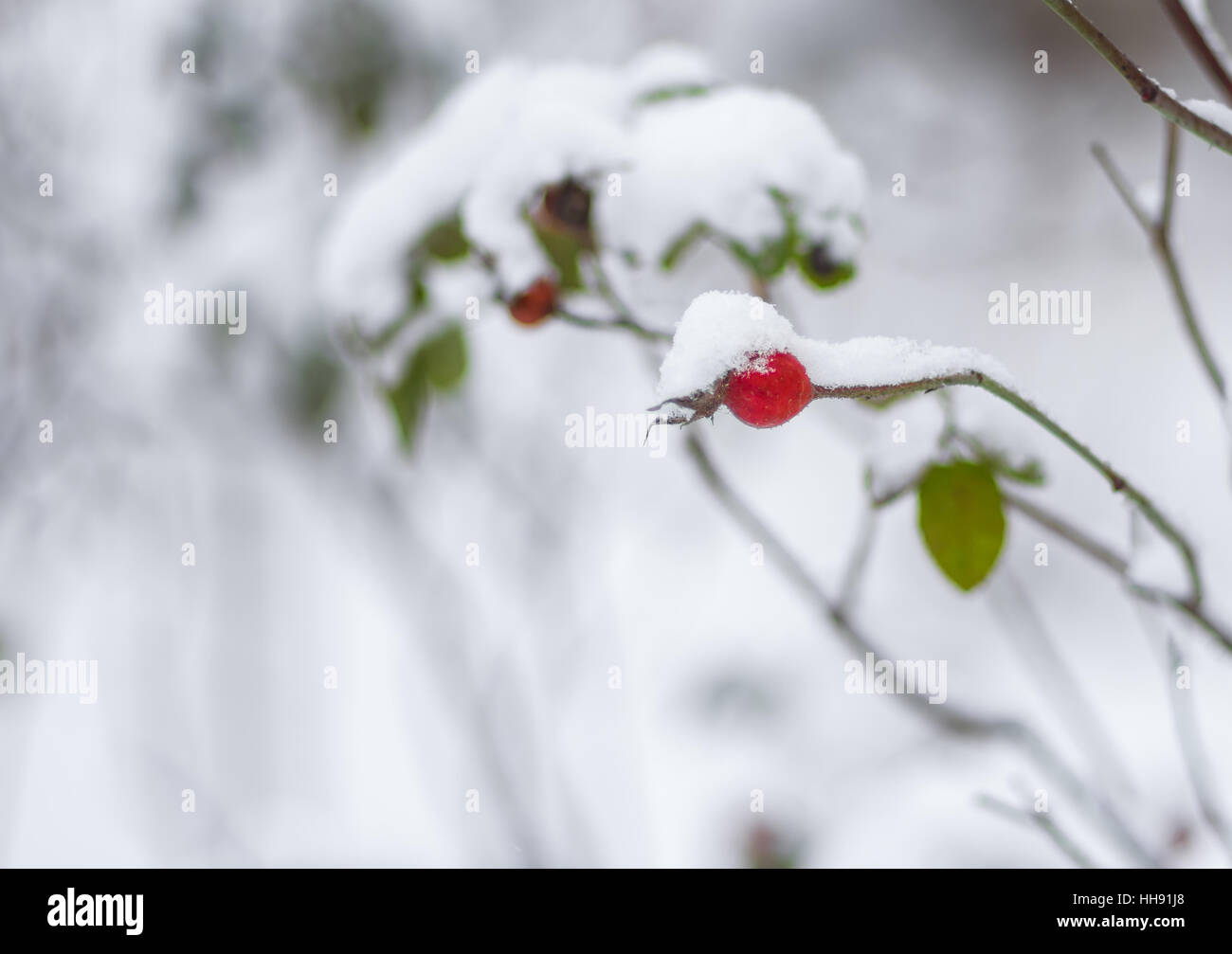 Ramo di rosa canina con bacche di flessione sotto un cappuccio di neve Foto Stock