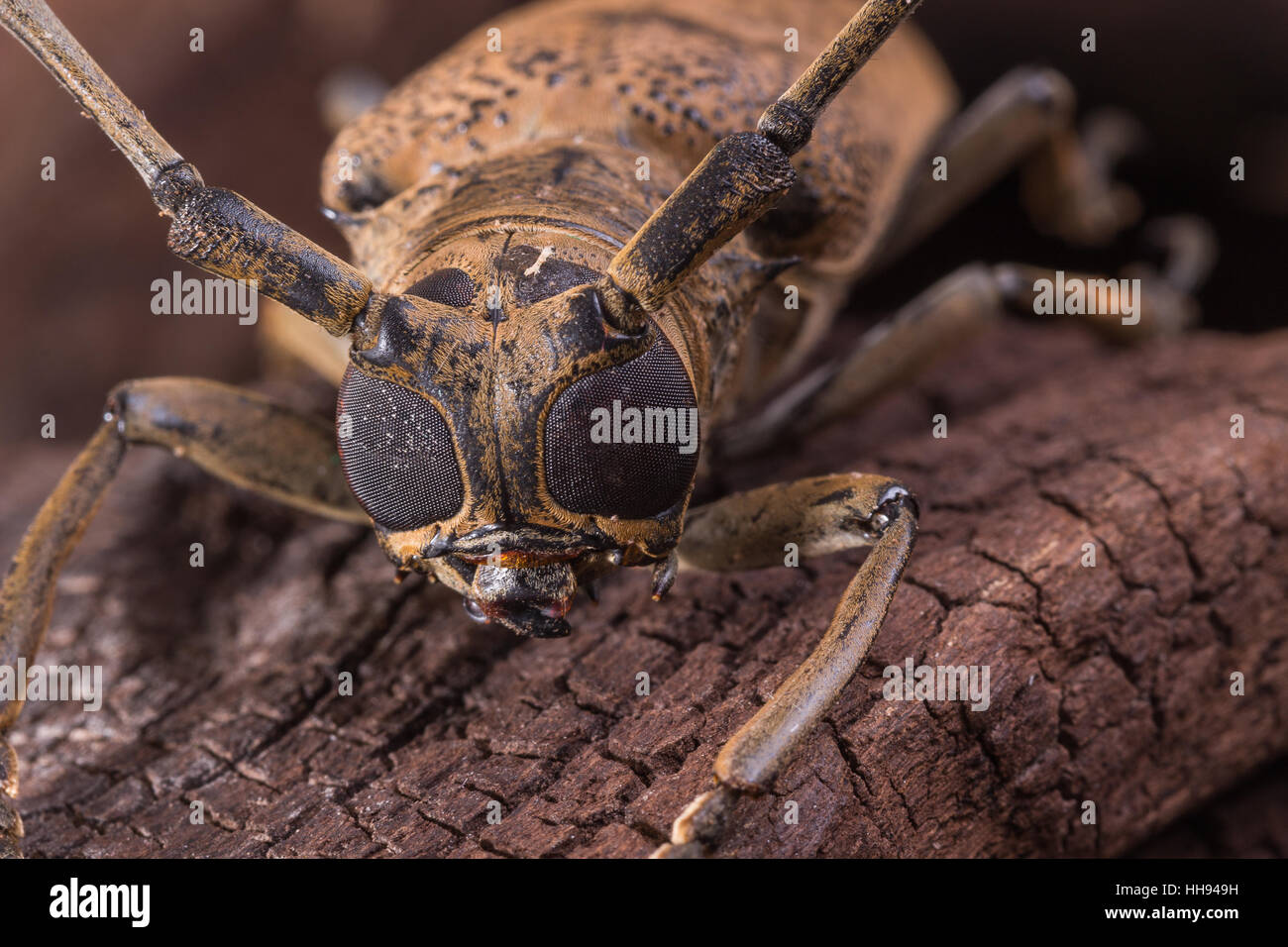 Big Eye dalle lunghe corna Beetle sul moncone legno Foto Stock