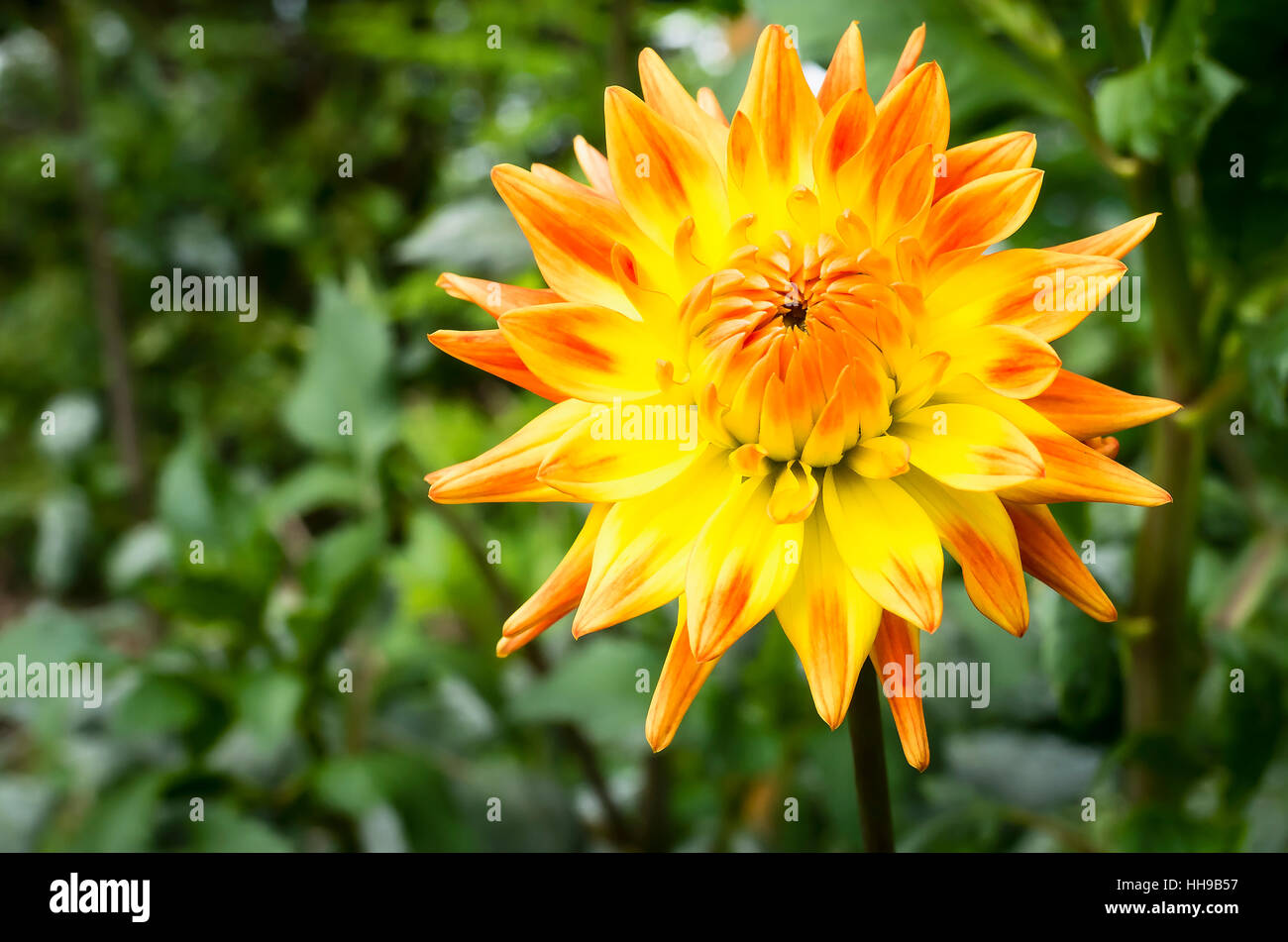 Dahlia Rising Sun fioritura in settembre nel Regno Unito Foto Stock