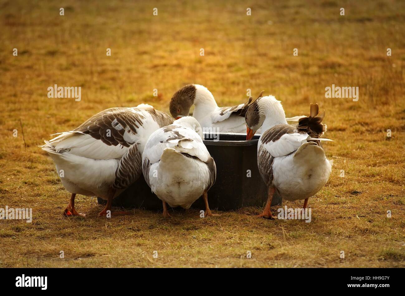 Animale, pet, uccelli, uccelli, anatra, animali di fattoria, oca, gander, cibo, aliment, Foto Stock