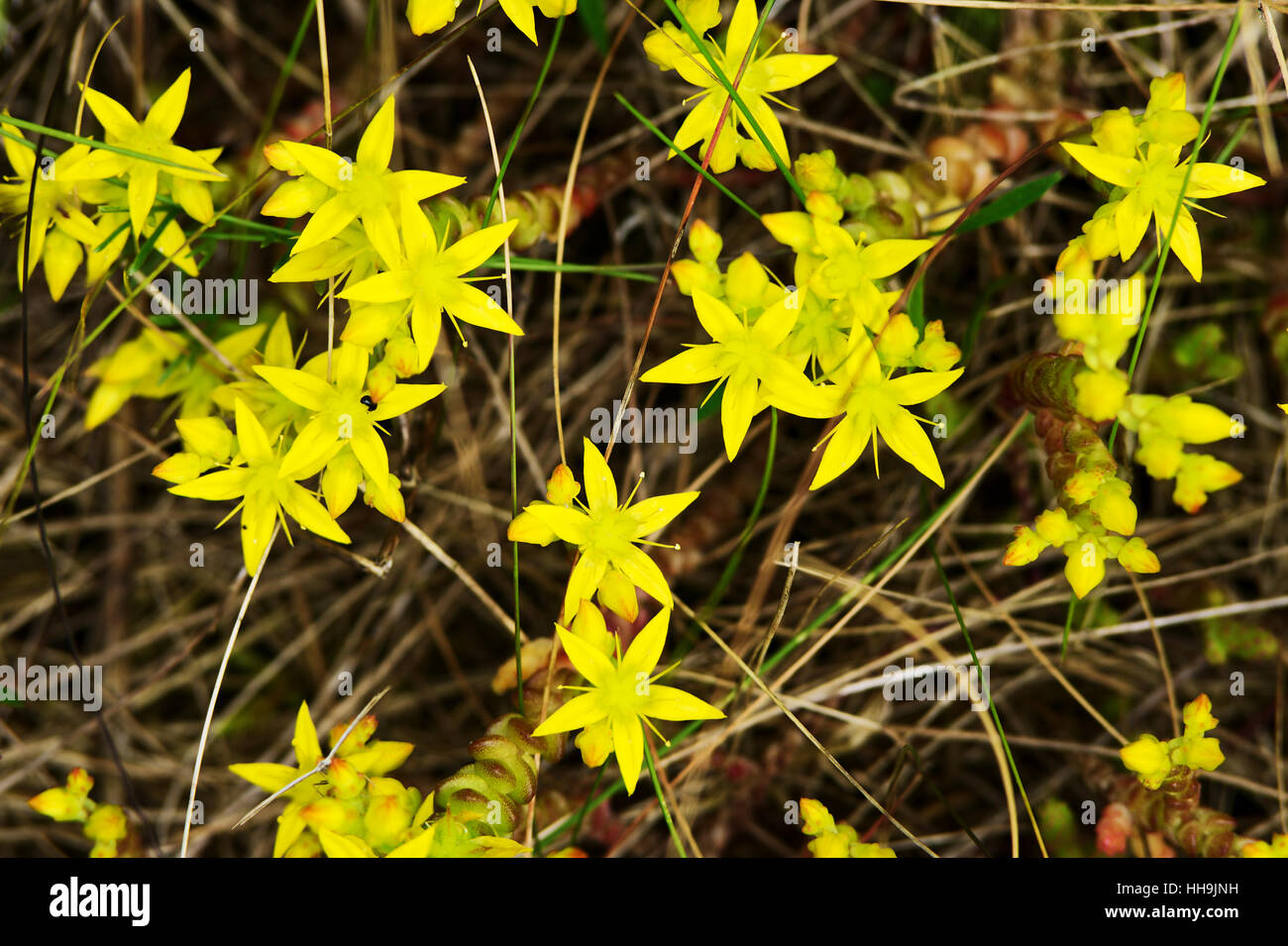 Vista aerea del giallo Sedum acre fiori, comunemente noto come il goldmoss stonecrop, mossy stonecrop, goldmoss sedum. La Polonia. Foto Stock
