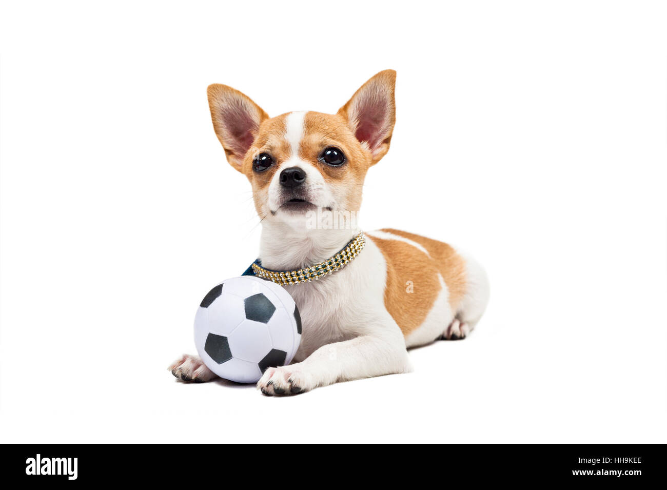 Bella, beauteously, Nizza, palla, giocoso, nero, swarthy, jetblack, profondo Foto Stock