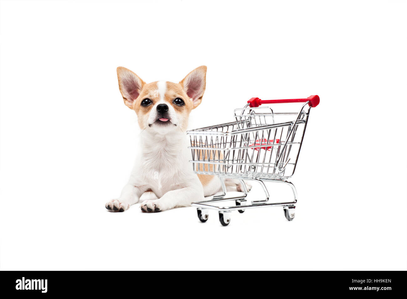 Bella, beauteously, Nizza, giocoso, morbida pelliccia, argento, cordiale, gentile, Foto Stock