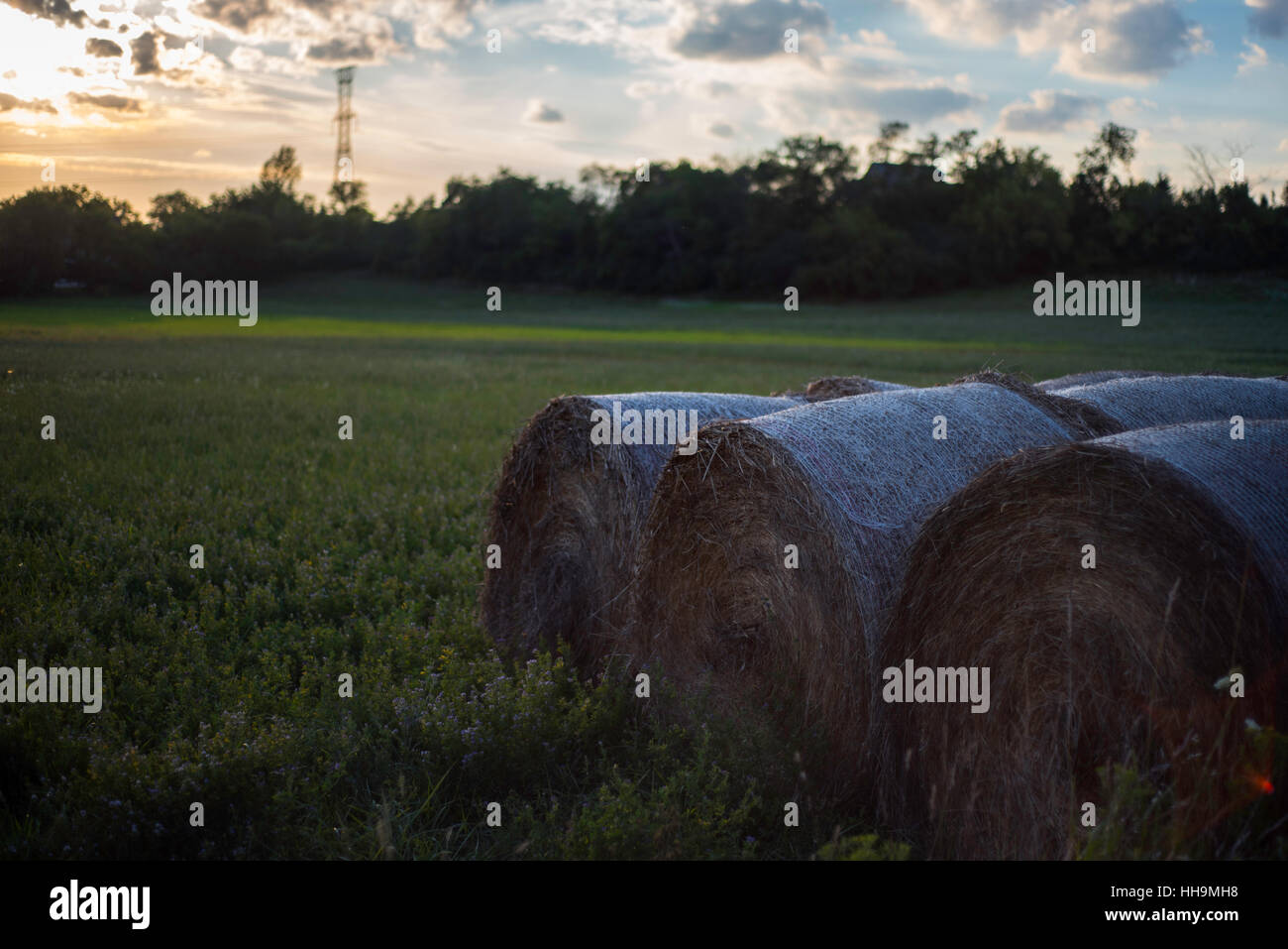 Balle di fieno Foto Stock
