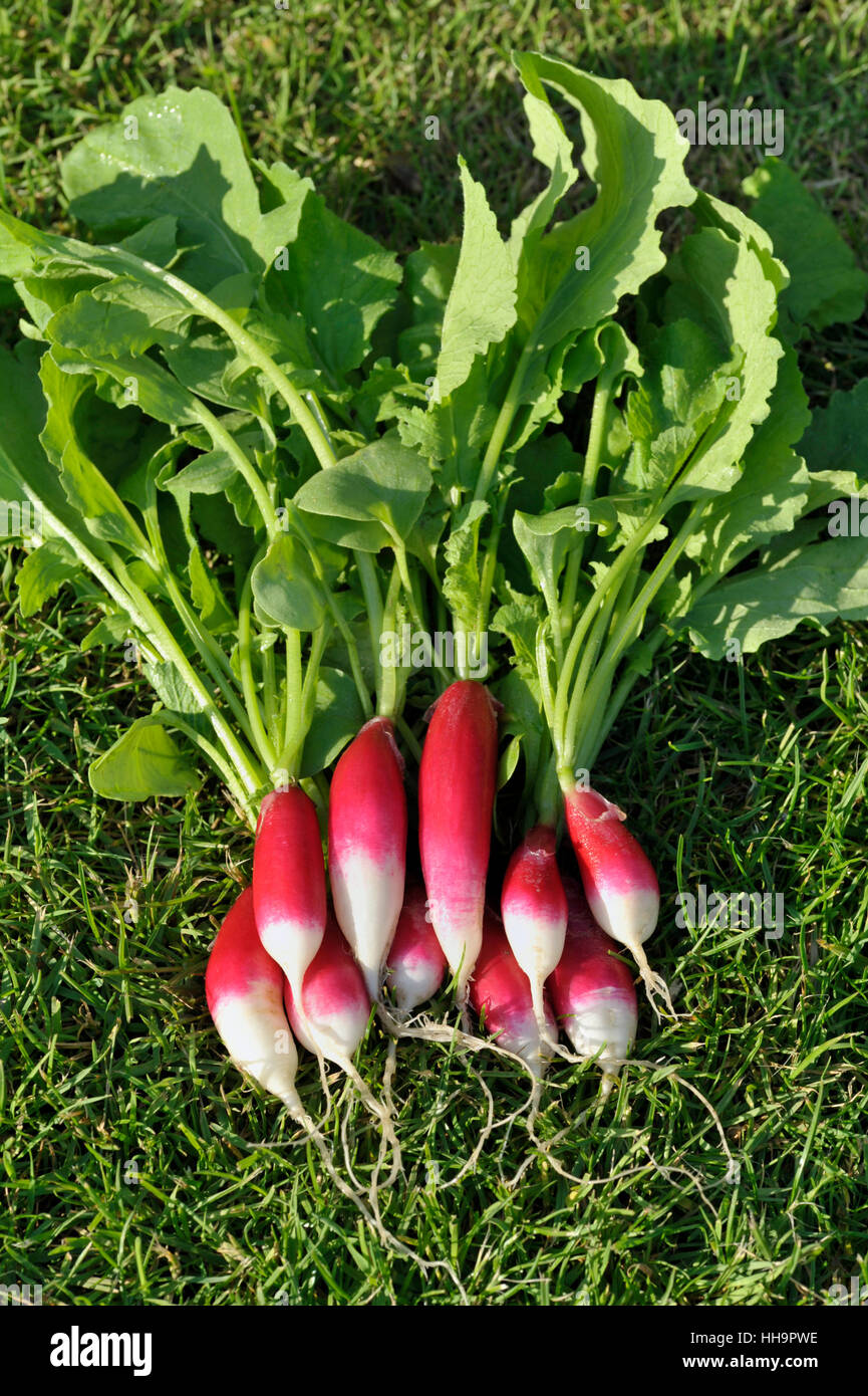 Mazzetto di appena raccolto e lavato insalata Ravanelli, varietà prima colazione francese, Raphanus raphanistrum sativus. Foto Stock