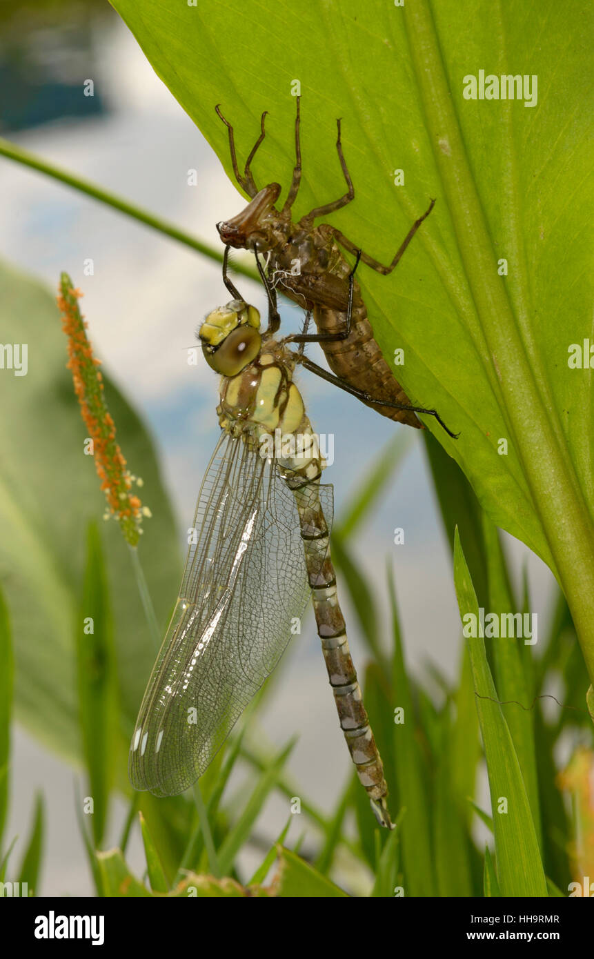 Blu, dragonfly, berlina, tratteggiati, natura, blu, leaf, macro close-up, macro Foto Stock