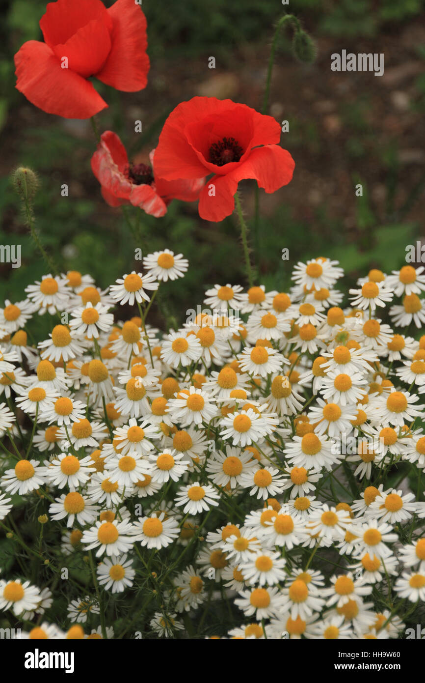 Fiore, impianto, rose, bloom, blossom, fiorire, fiorente, foglie, semi di papavero, mais Foto Stock