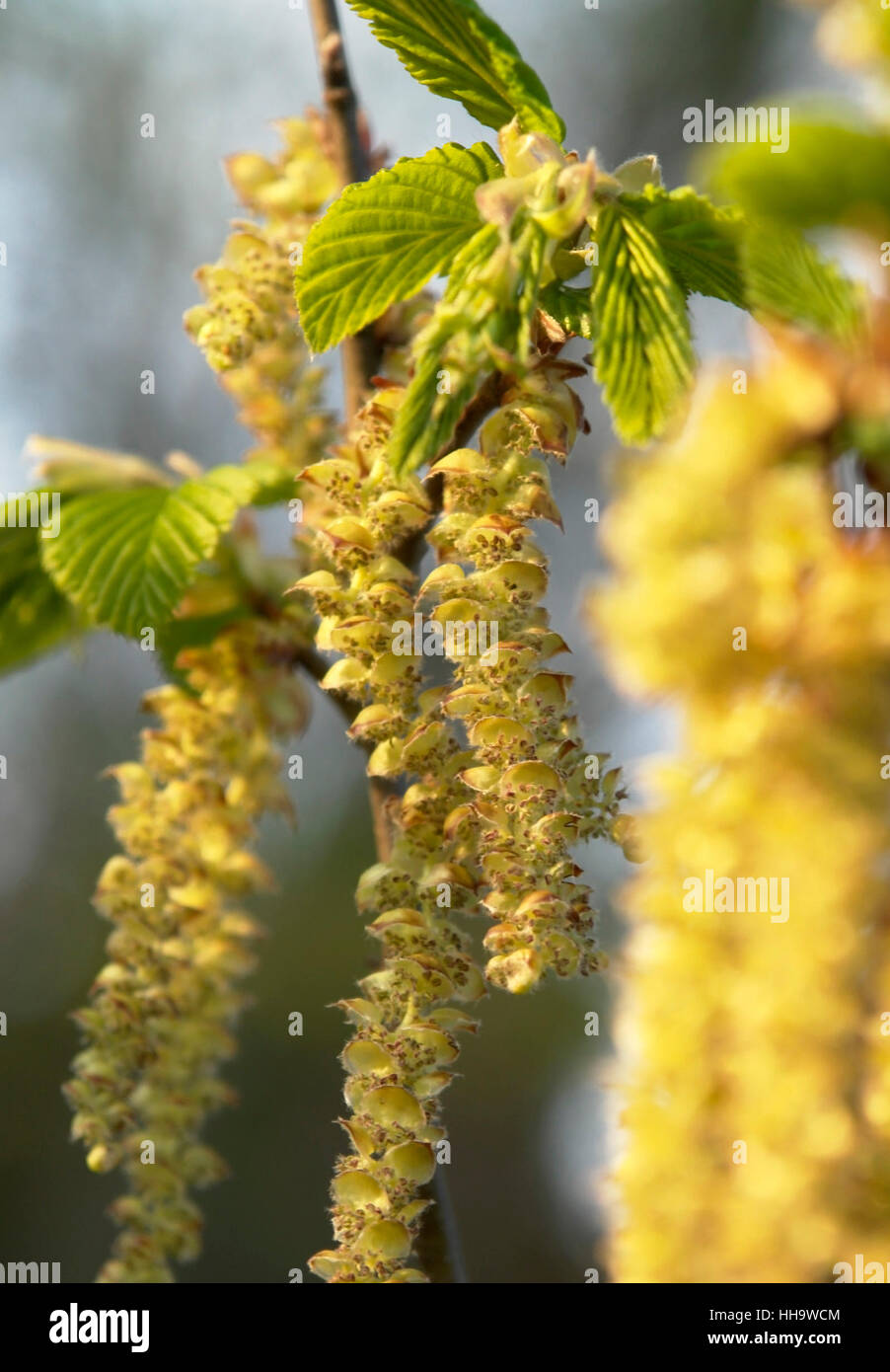 Corylus avellana fiorisce in primavera tempo in un ambiente soleggiato Foto Stock