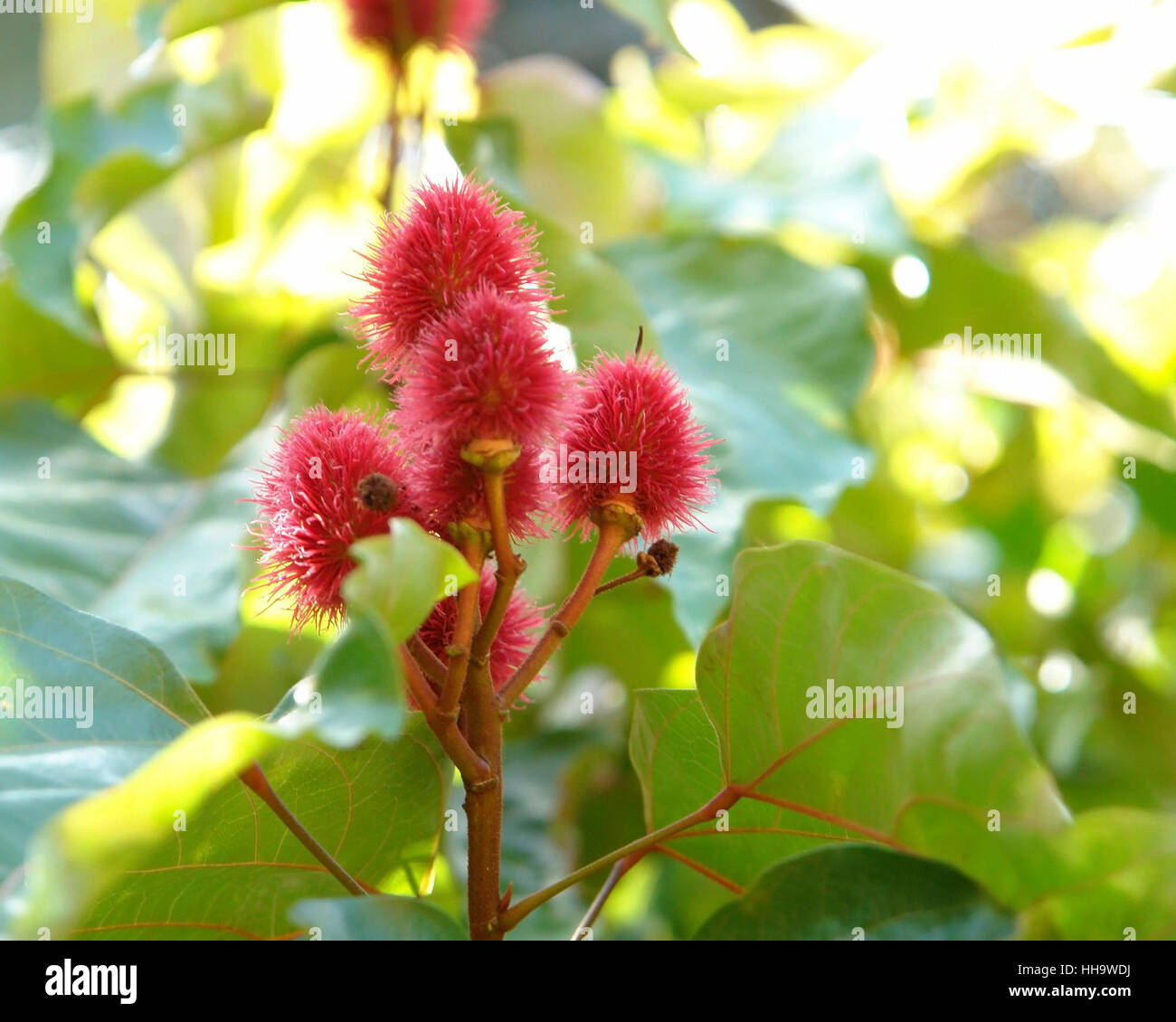 Dettaglio di alcuni vibranti fiori rosso di un rossetto albero in Africa Foto Stock