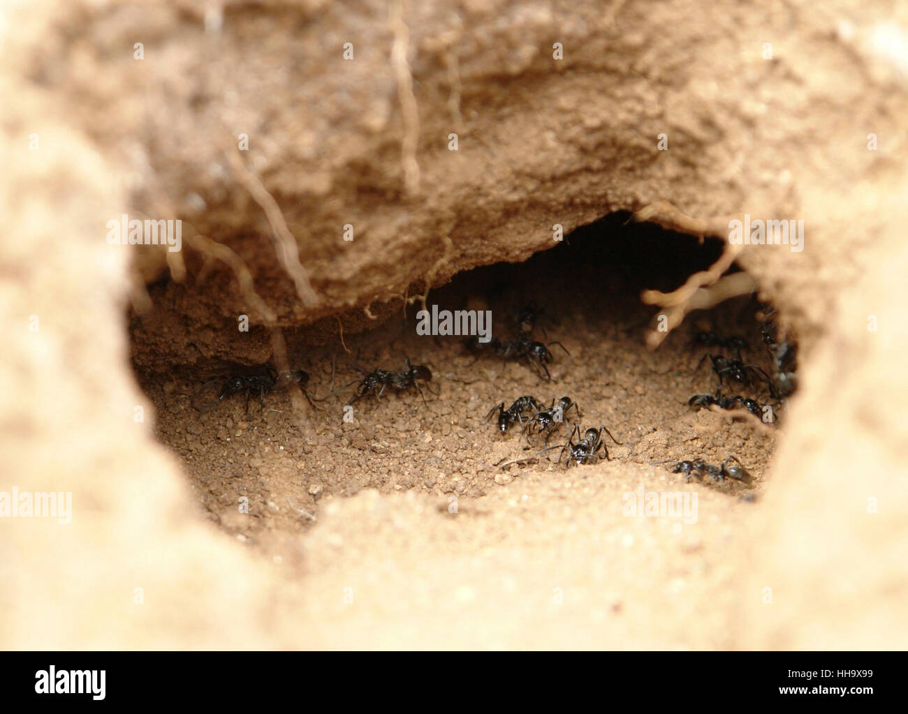 Foro nella terra con alcune formiche in Africa Foto Stock