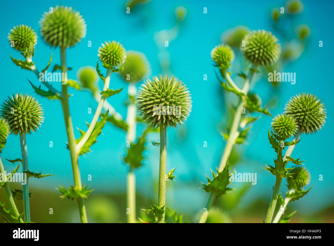 Campo con Silybum marianum (Cardo) , impianti medici. Foto Stock