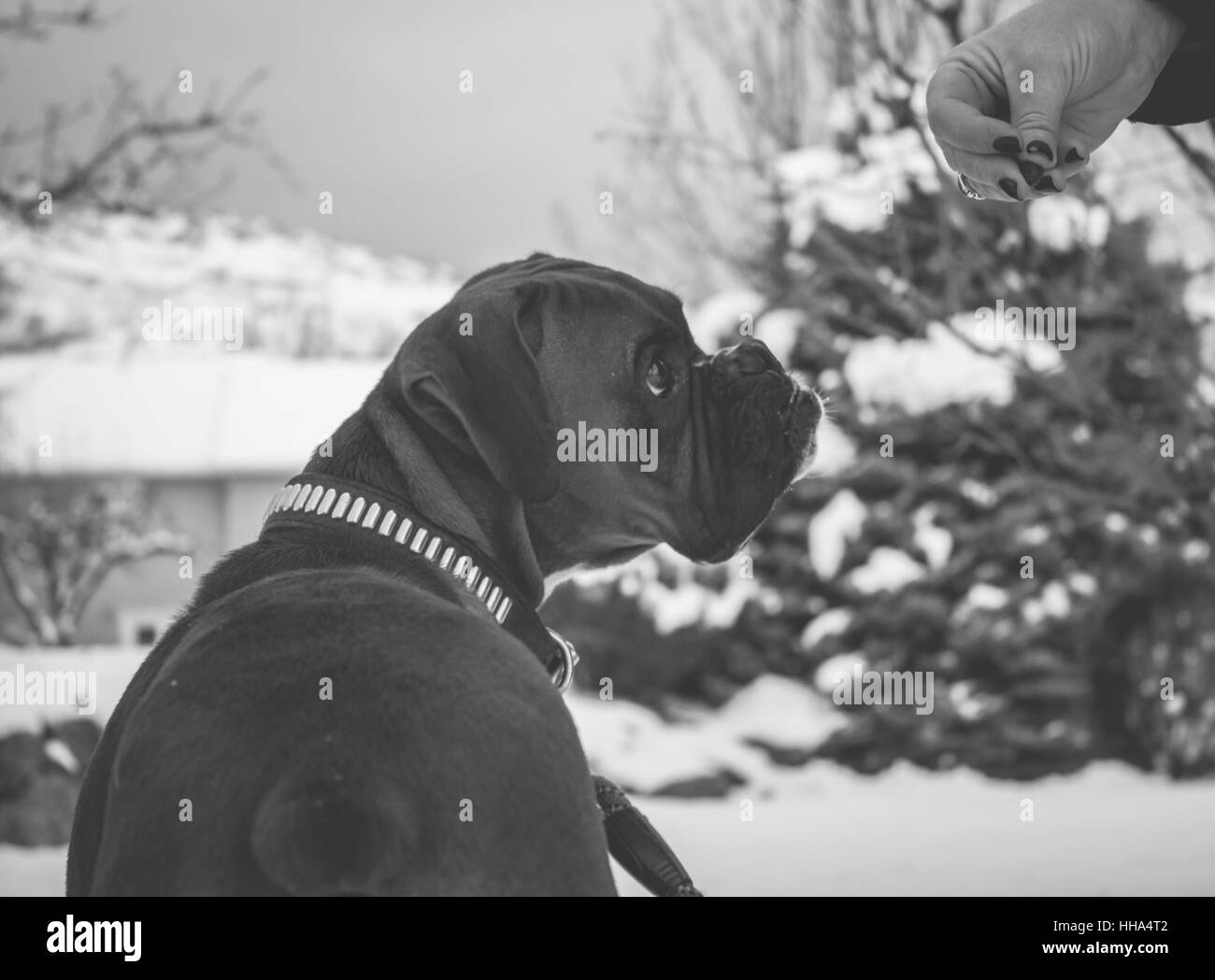 In bianco e nero lifestyle fotografia del cane Boxer Foto Stock