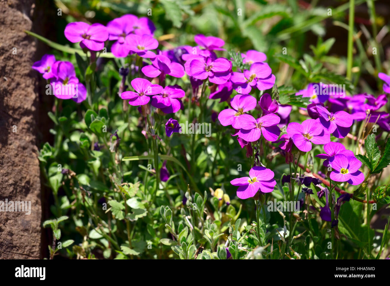 Viola, impianti, blu, leaf, macro close-up, macro di ammissione, vista ravvicinata, Foto Stock