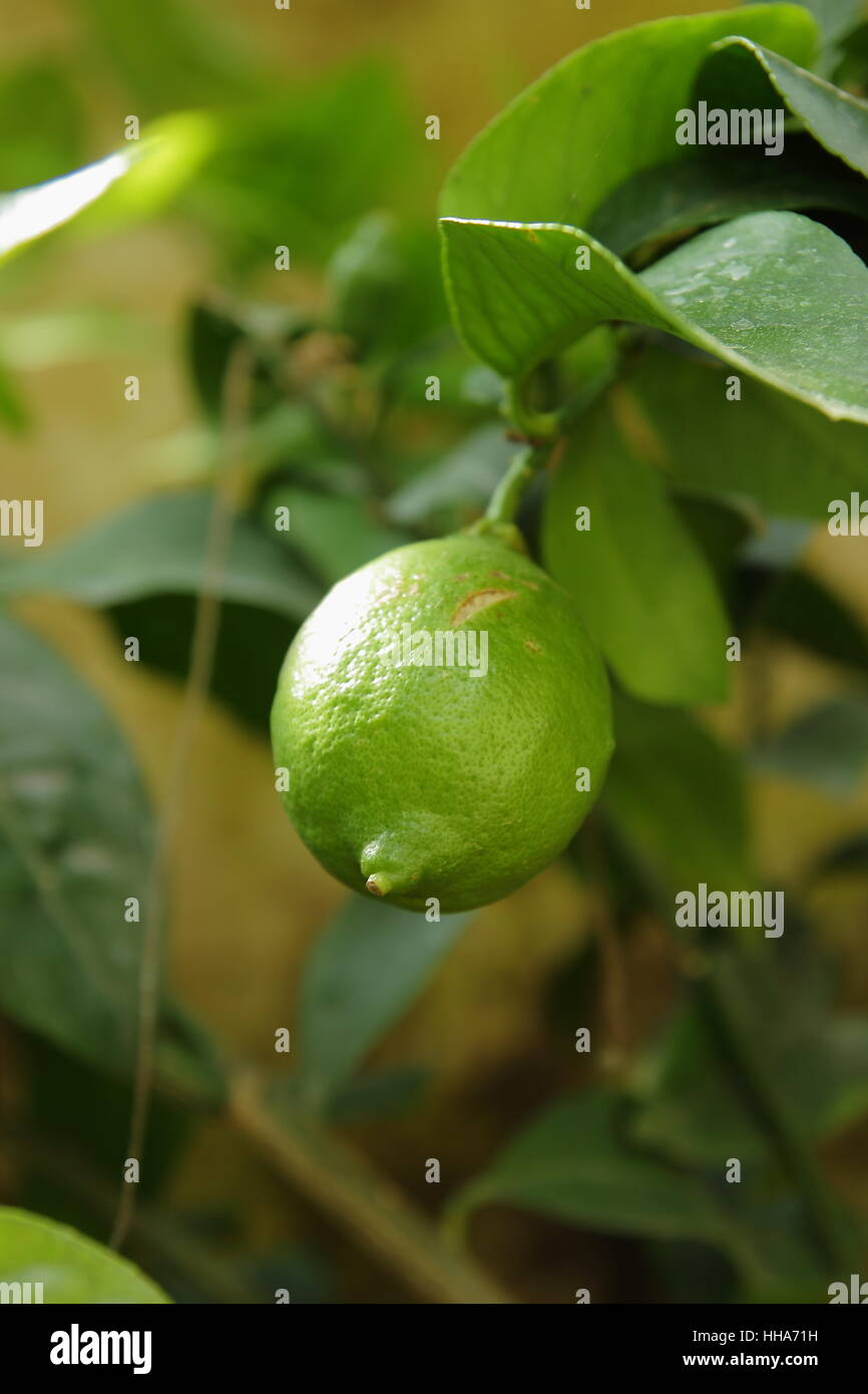 Tree, frutta esotica frutta citrous, calce, limone candito, leaf, albero, verde Foto Stock