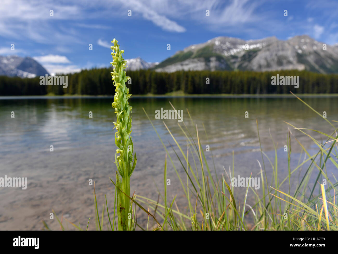 Verde nord Orchid - Platanthera hyperborea crescente accanto a Marl Lake, Peter Lougheed Parco Provinciale, Kananaskis Foto Stock