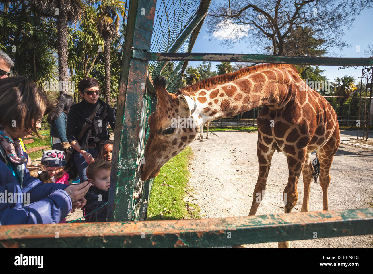 Persone con bambini allattare il tuo bambino giraffa dietro le sbarre a Pistoia Zoo in Italia Foto Stock