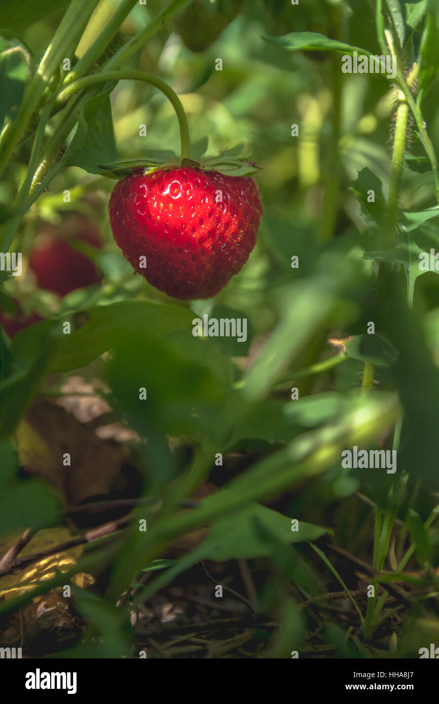 Rosso fragole mature closeup Foto Stock