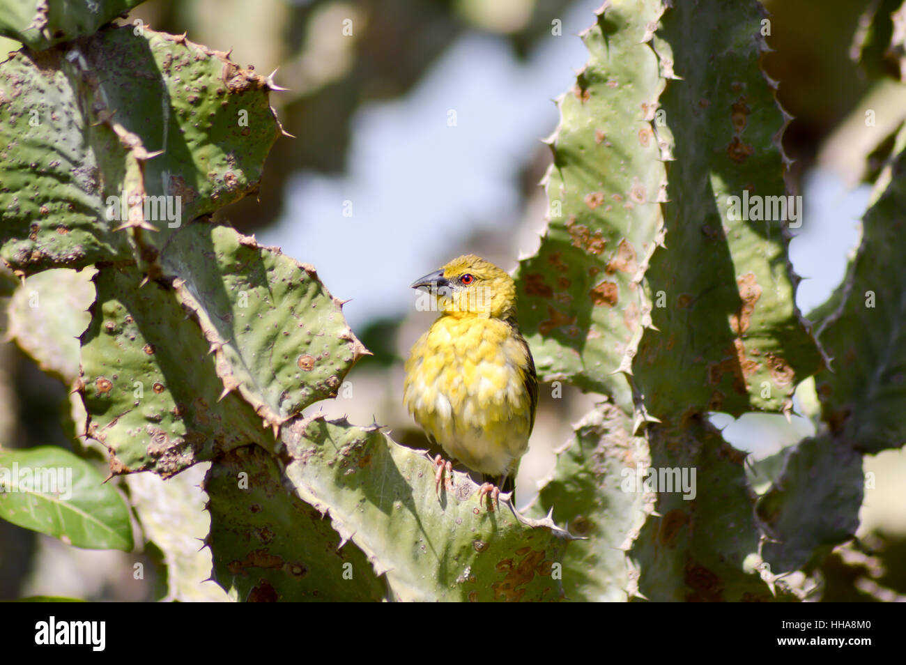 Weaver in posa su un cactus nell est del parco di Tsavo in Kenya Foto Stock