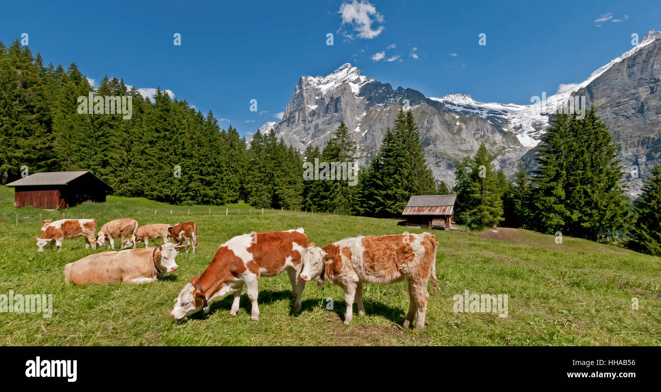 Mucche di montagna prima di wetterhorn Foto Stock