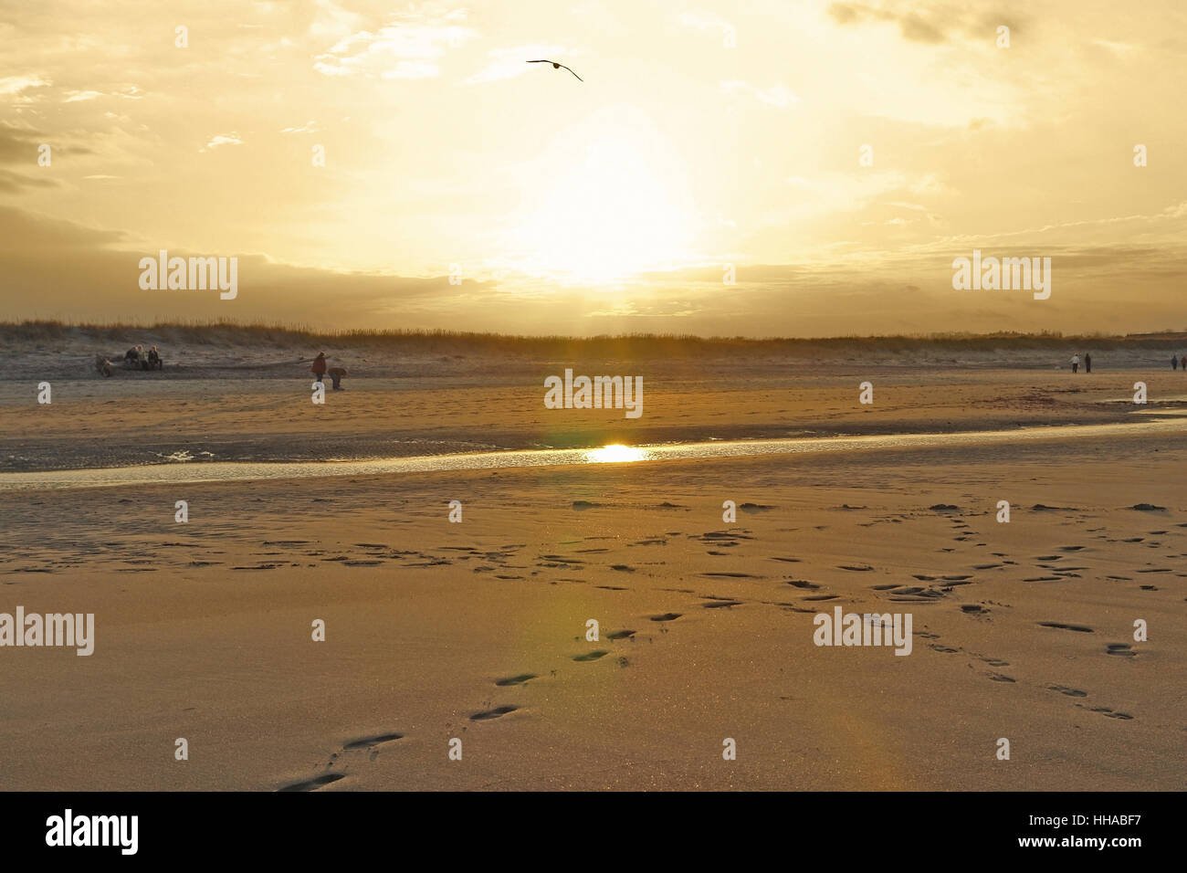 Gru pittorico paesaggio spiaggia (Massachusetts, USA) a sera time Foto Stock