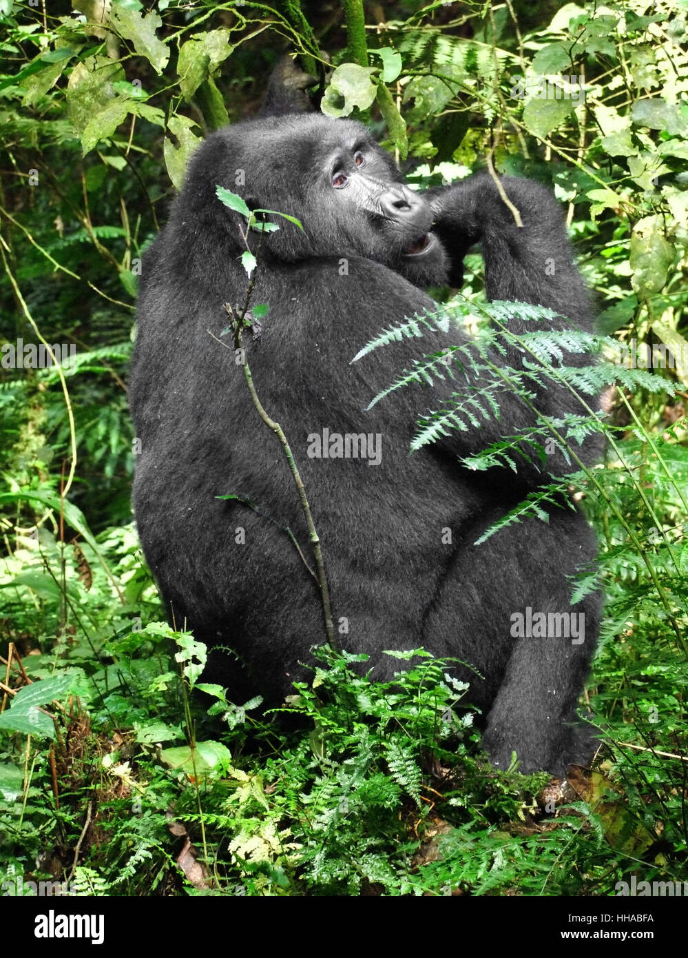 Gorilla di Montagna nella verde vegetazione Foto Stock