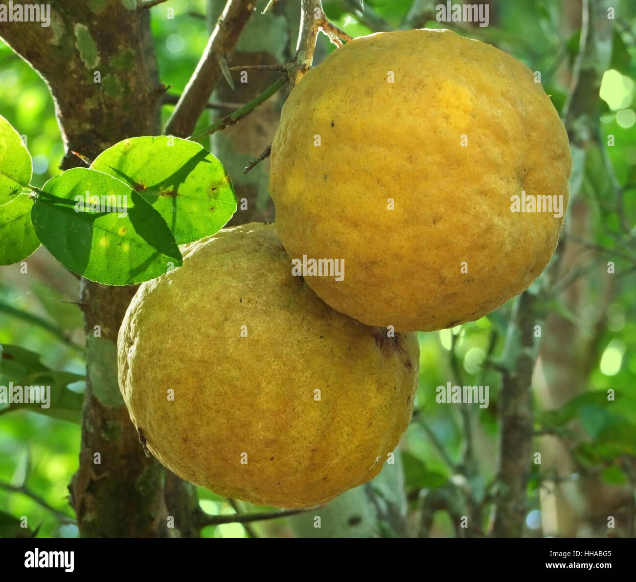 Dettaglio shot che mostra due frutti gialli presso la Repubblica Dominicana, un isola di Hispanola quale è una parte delle Antille Maggiori arcipelago nella regione dei Caraibi Foto Stock