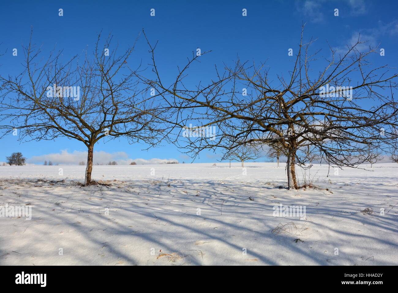 Due alberi nella neve con il blu del cielo Foto Stock
