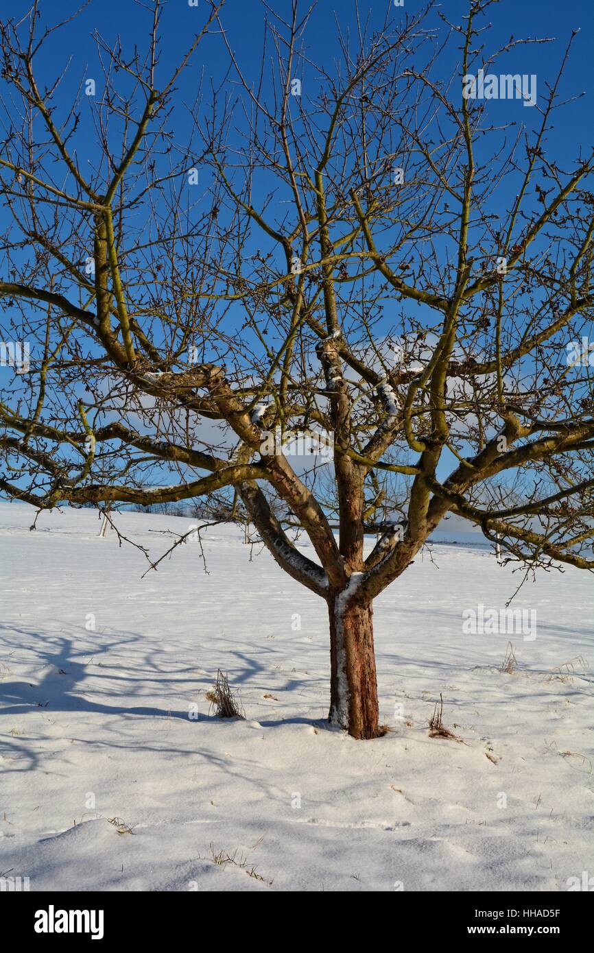Un albero nella neve con il blu del cielo Foto Stock