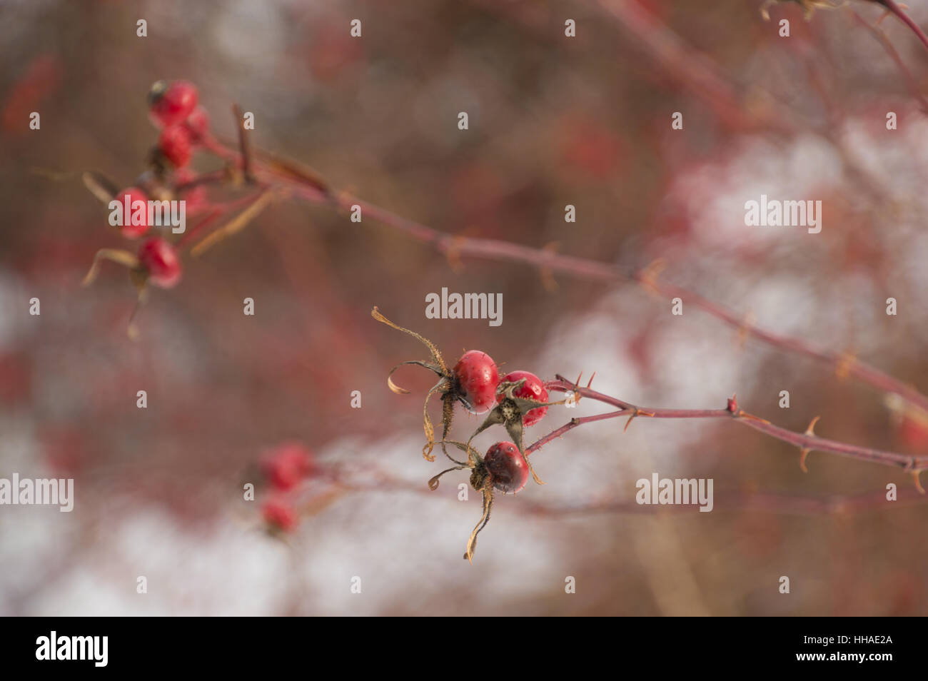 Strepitosi soleggiato hairy wild rose hips con sfondo di neve Foto Stock