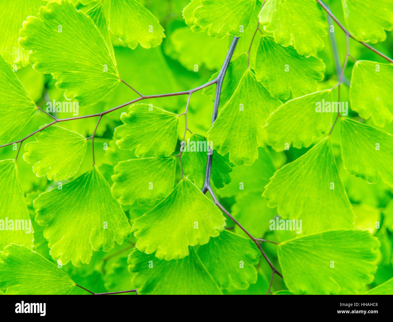 Felce capelvenere macro shot in orientamento orizzontale Foto Stock