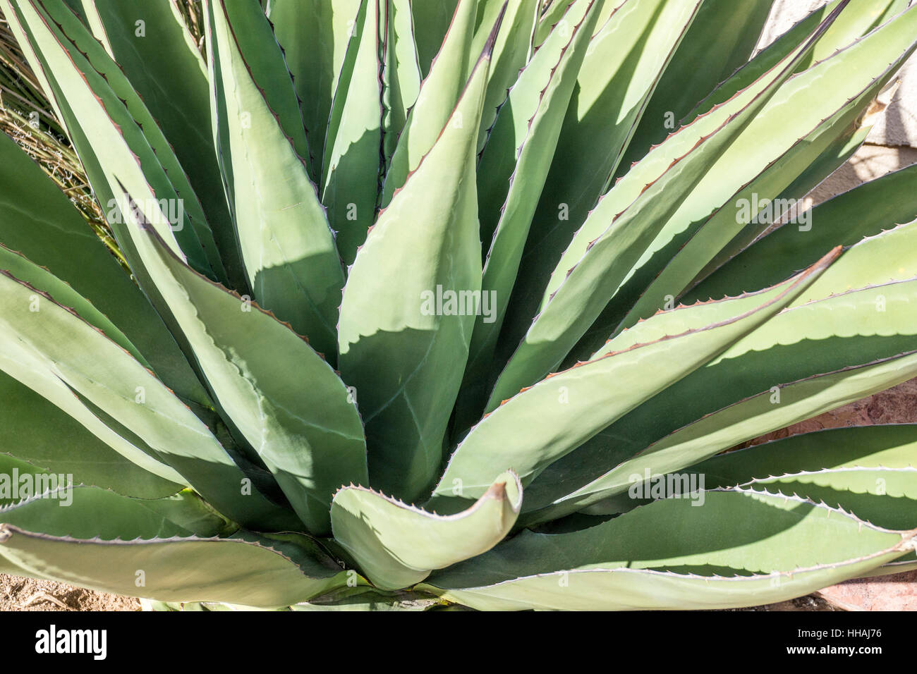 Grande e bel verde Agave Americana cactus sollevata con marcature bianche sulle foglie piantate come pianta ornamentale in shopping plaza Tubac Arizona Foto Stock