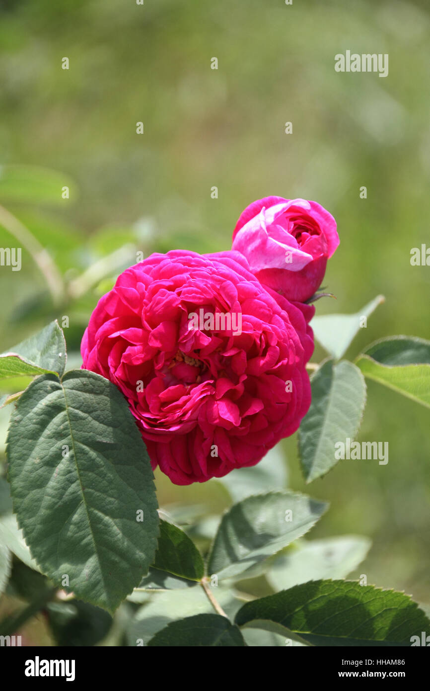 Rosa de resht Foto Stock