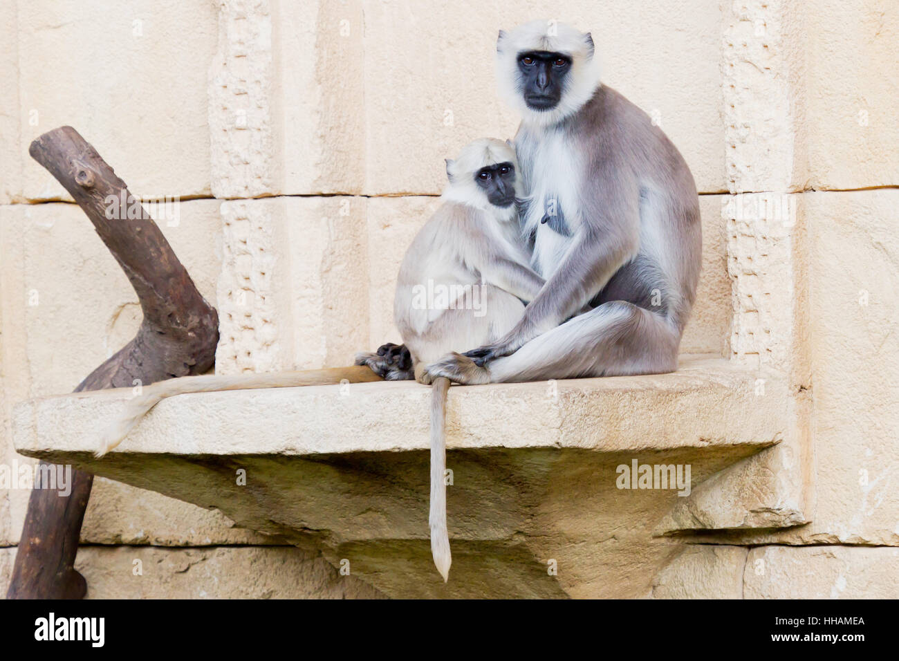 Scimmie langur hulman Foto Stock