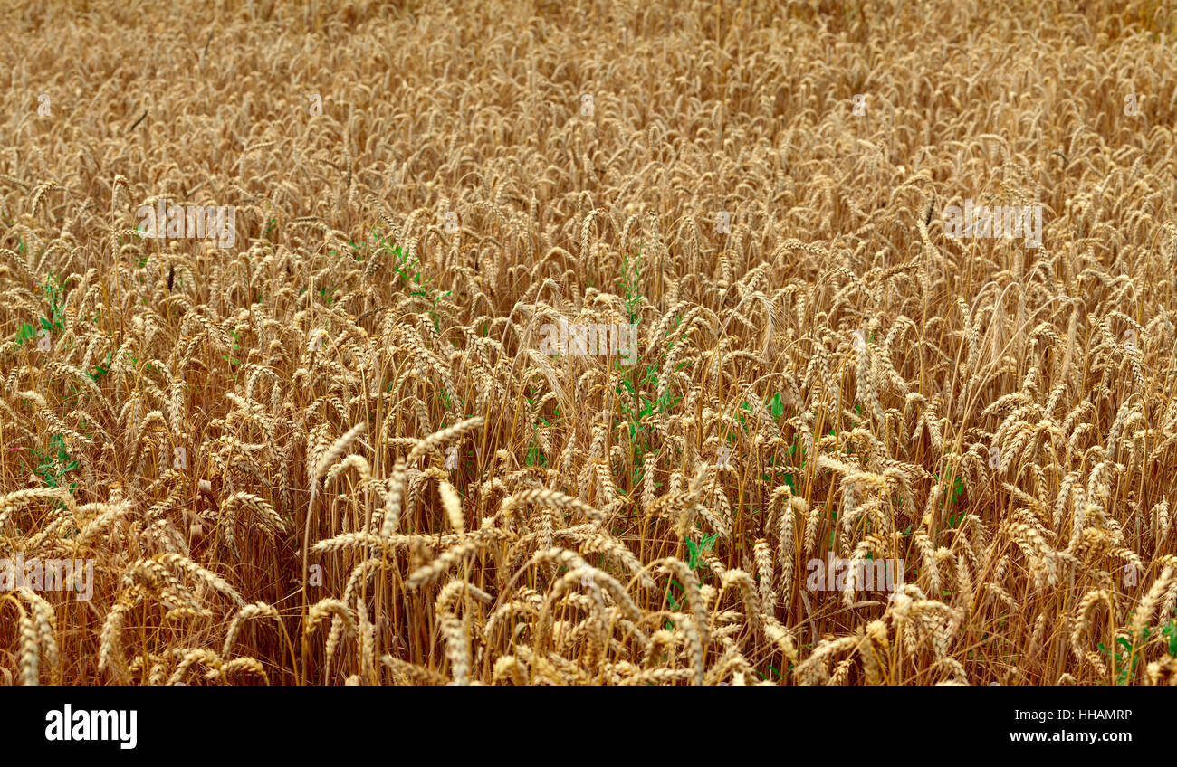 Campo di grano, orecchio, seminativi, sfondo, sfondo, agricoltura, allevamento, Foto Stock