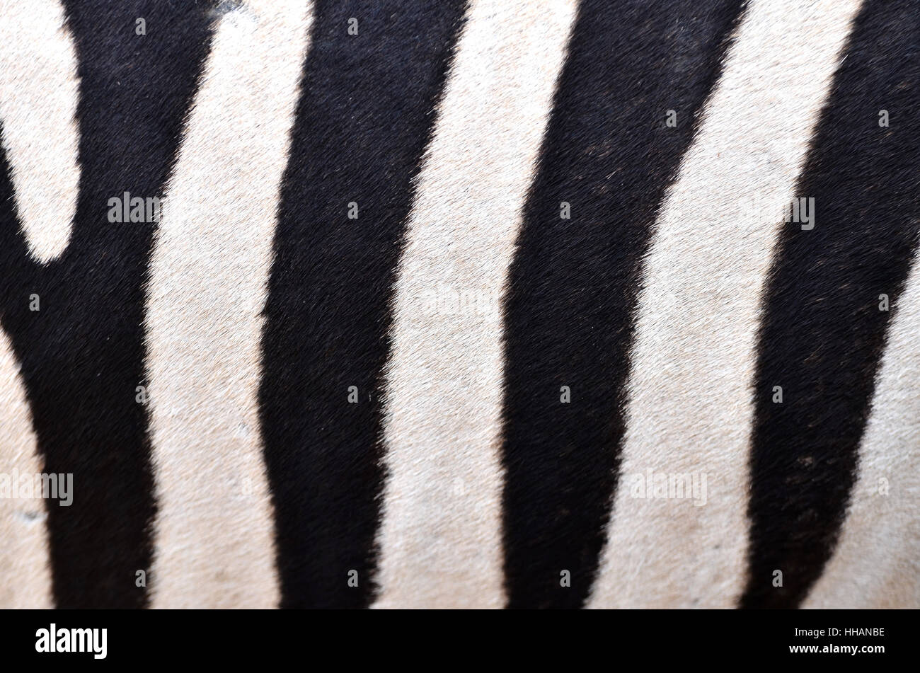 Presentazione, dettaglio, arte, closeup, animale, fauna, Wild, africa, Pelle, nero, Foto Stock