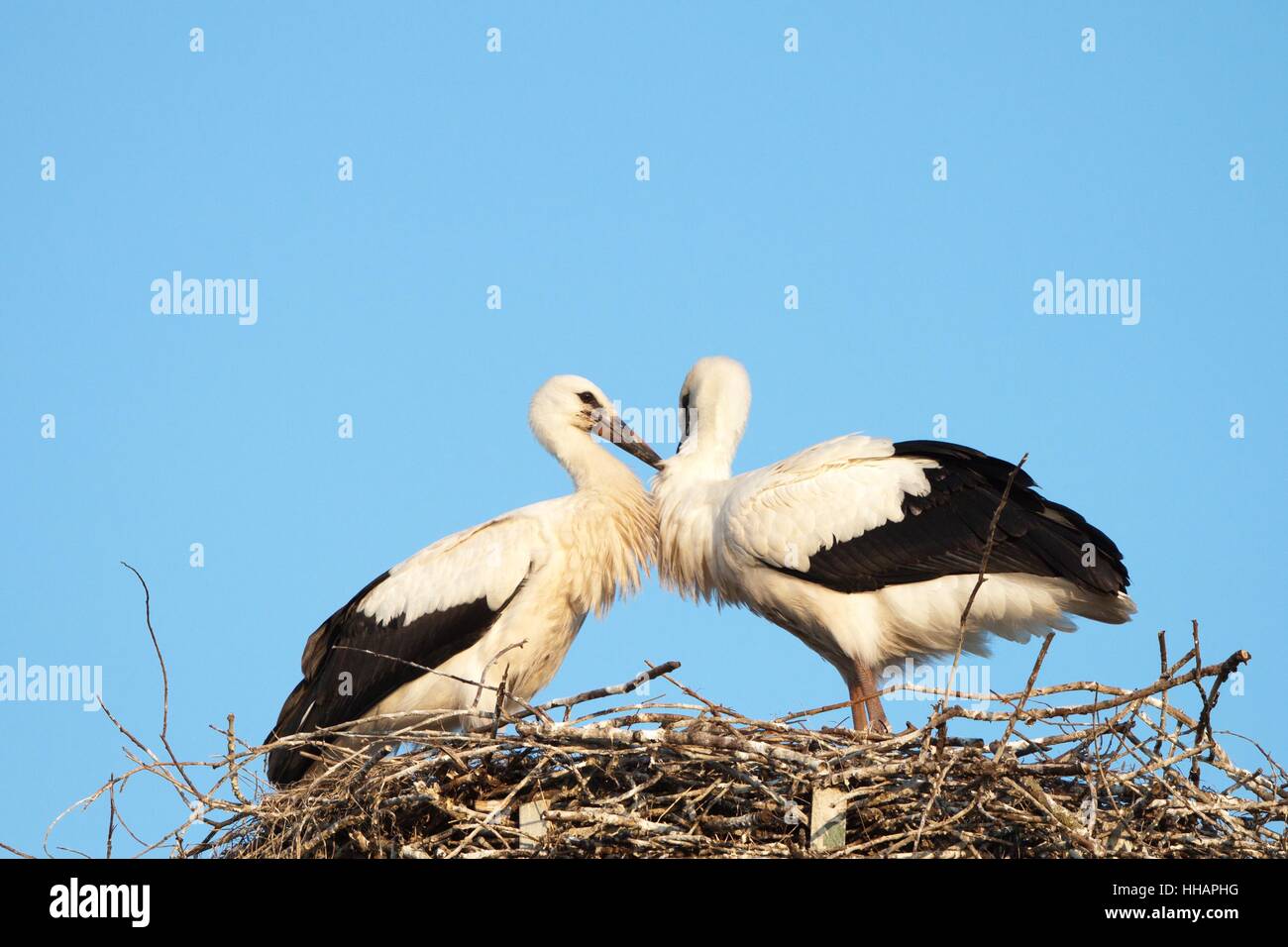 jungstrche Foto Stock