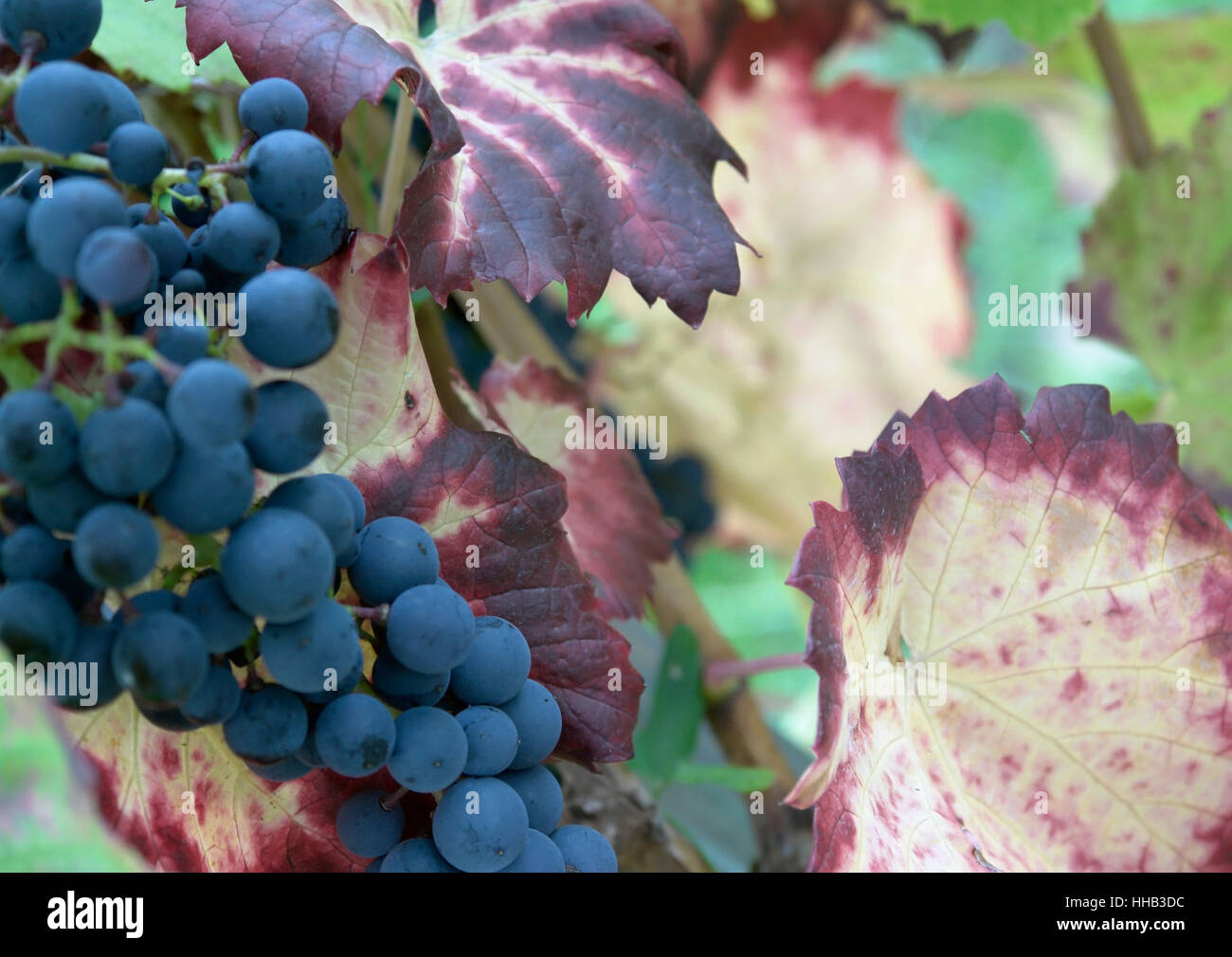 Dettaglio delle uve blu e in autunno le foglie di vite Foto Stock