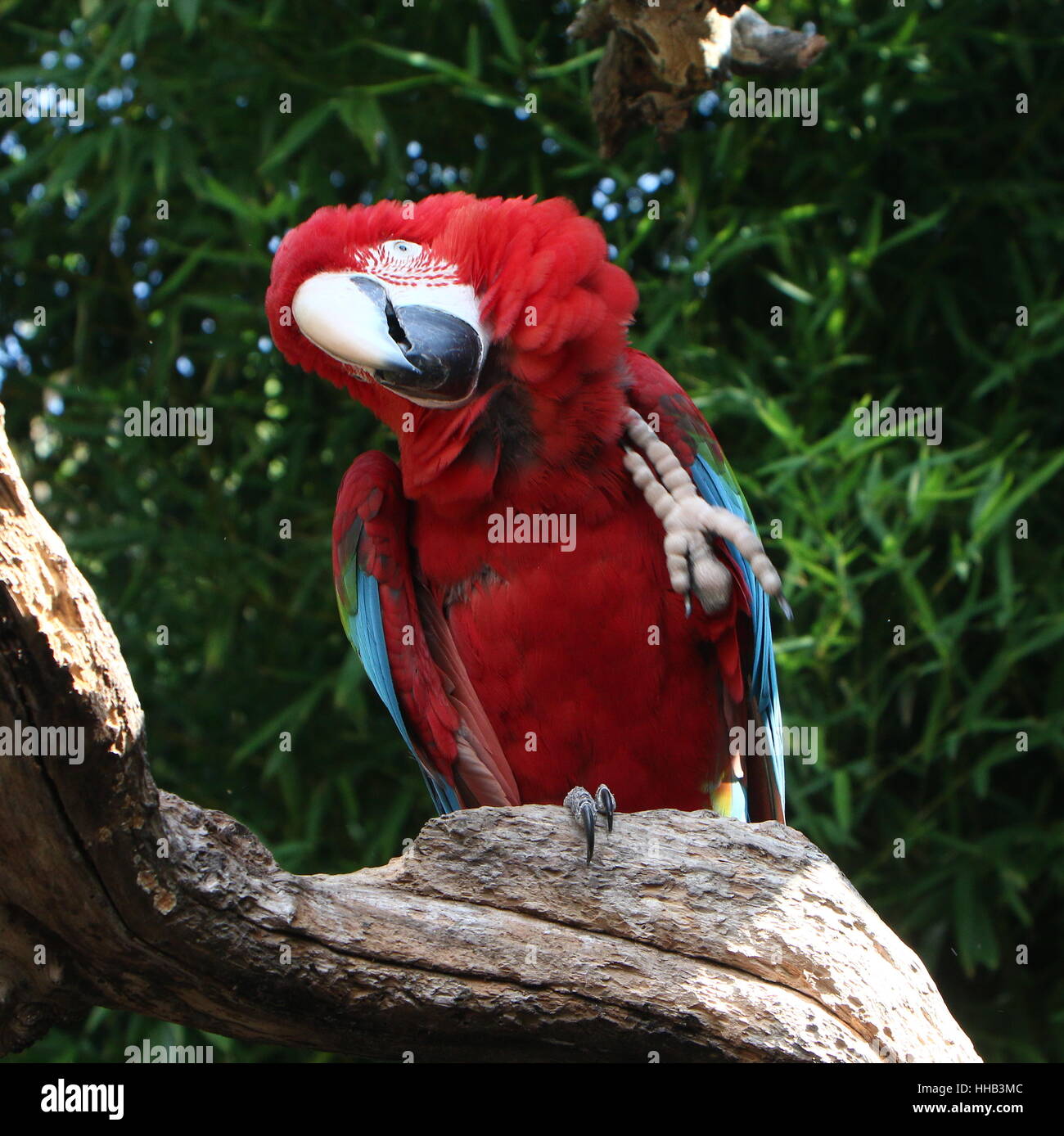 Sud Americana rosso-verde Macaw (Ara chloropterus) scratching per alleviare un prurito. A.k.a verde-winged macaw. Foto Stock