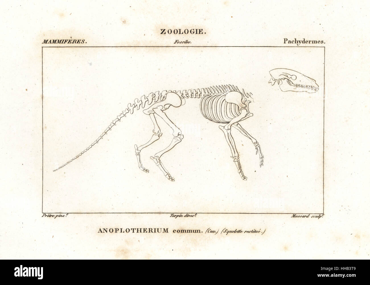 Lo scheletro fossile di un comune Anoplotherium, estinto genere di ungulati, Late Eocene al più presto il Oligocene. Incisione di Massard dopo una illustrazione di J.G. Pretre da Frederic Cuvier del dizionario universale di Storia Naturale, Parigi, 1816. Foto Stock