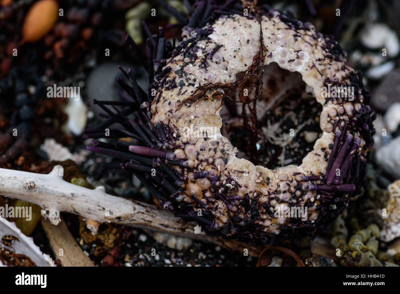 Ricci di mare, conchiglie e alghe sulla riva, natura astratta sfondo Foto Stock