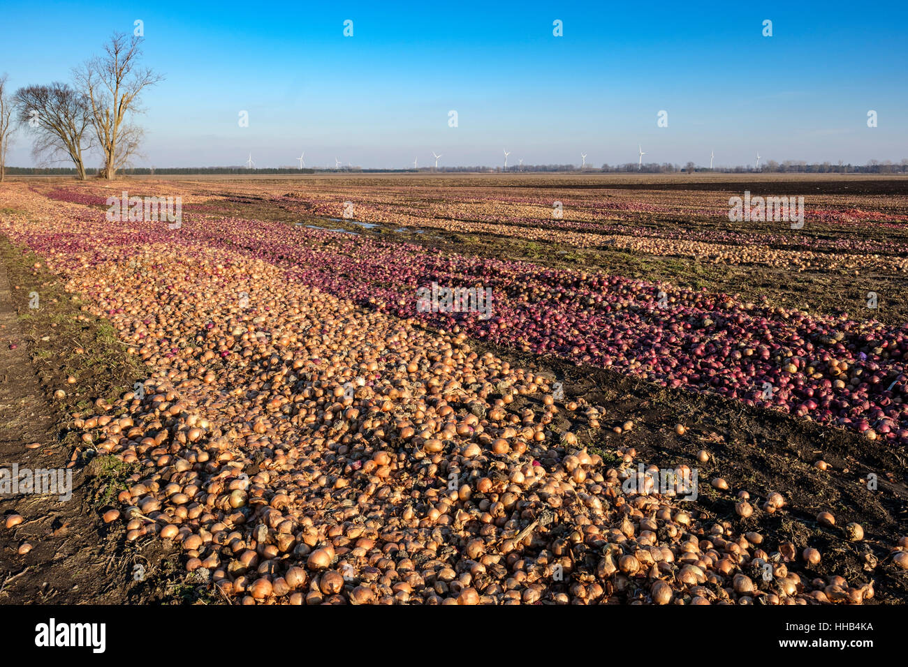 Scartato il bianco e le cipolle rosse a sinistra per il marcio in una fattoria campo nella regione di Lambton rive, Southwest Ontario, Canada. I rifiuti alimentari, lo spreco di cibo. Foto Stock