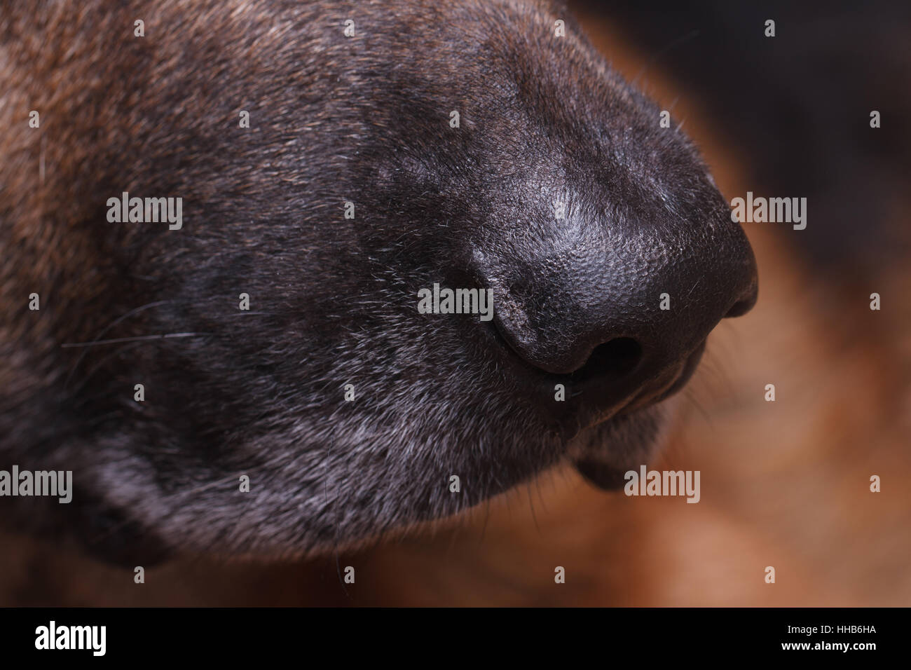 Pastore Tedesco cane naso vista macro. orizzontale. close-up Foto Stock